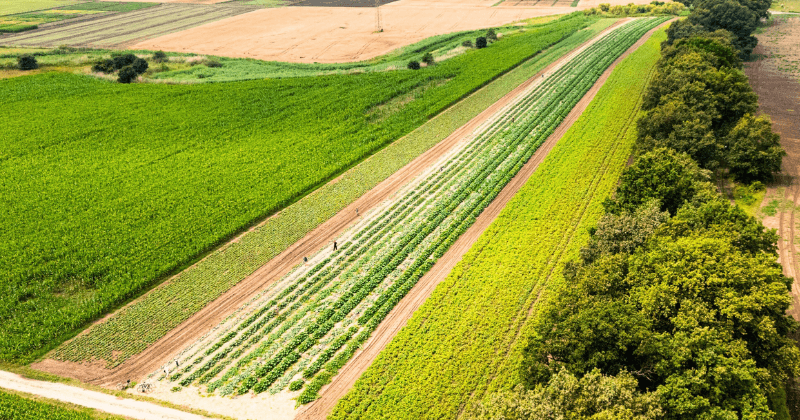 Farma Miejska Wrocław